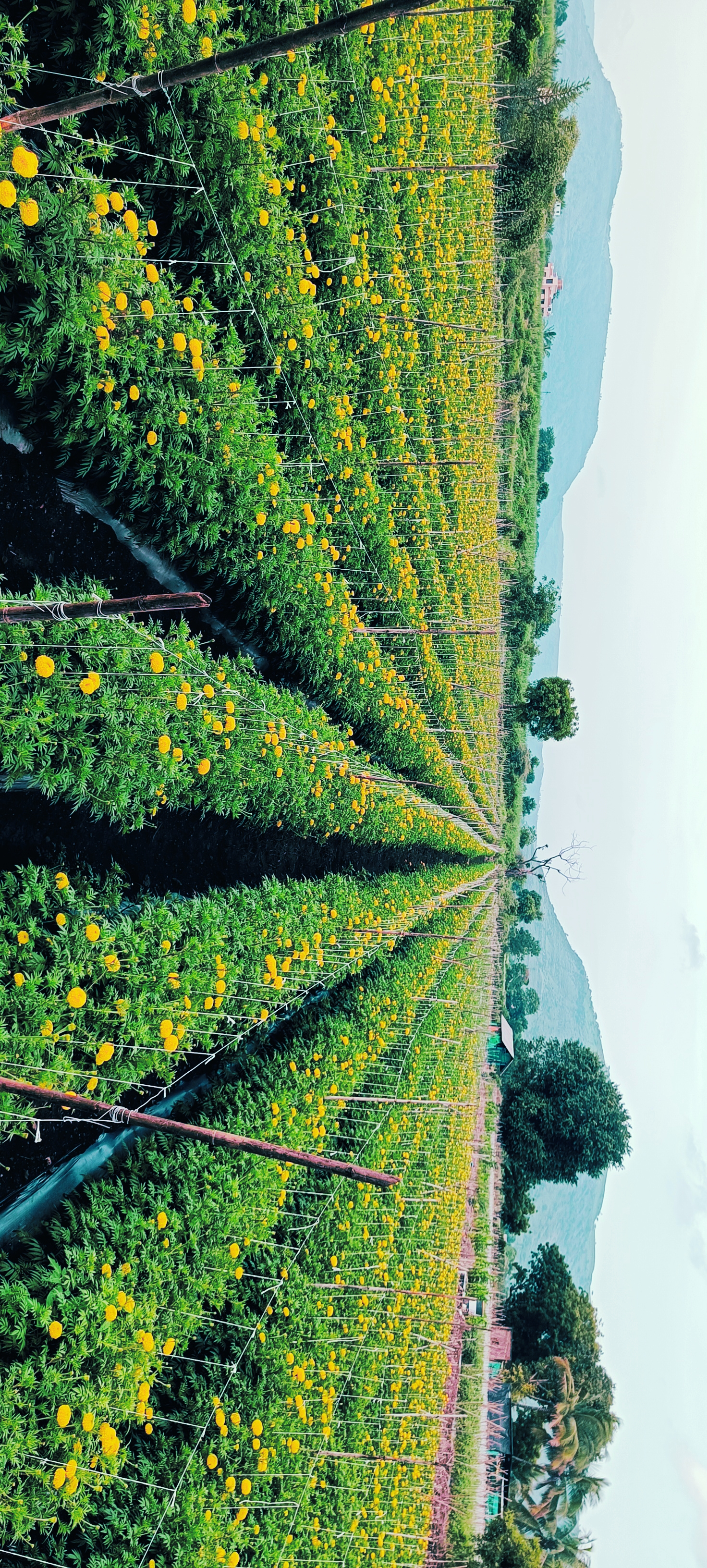 Rows of healthy green crops