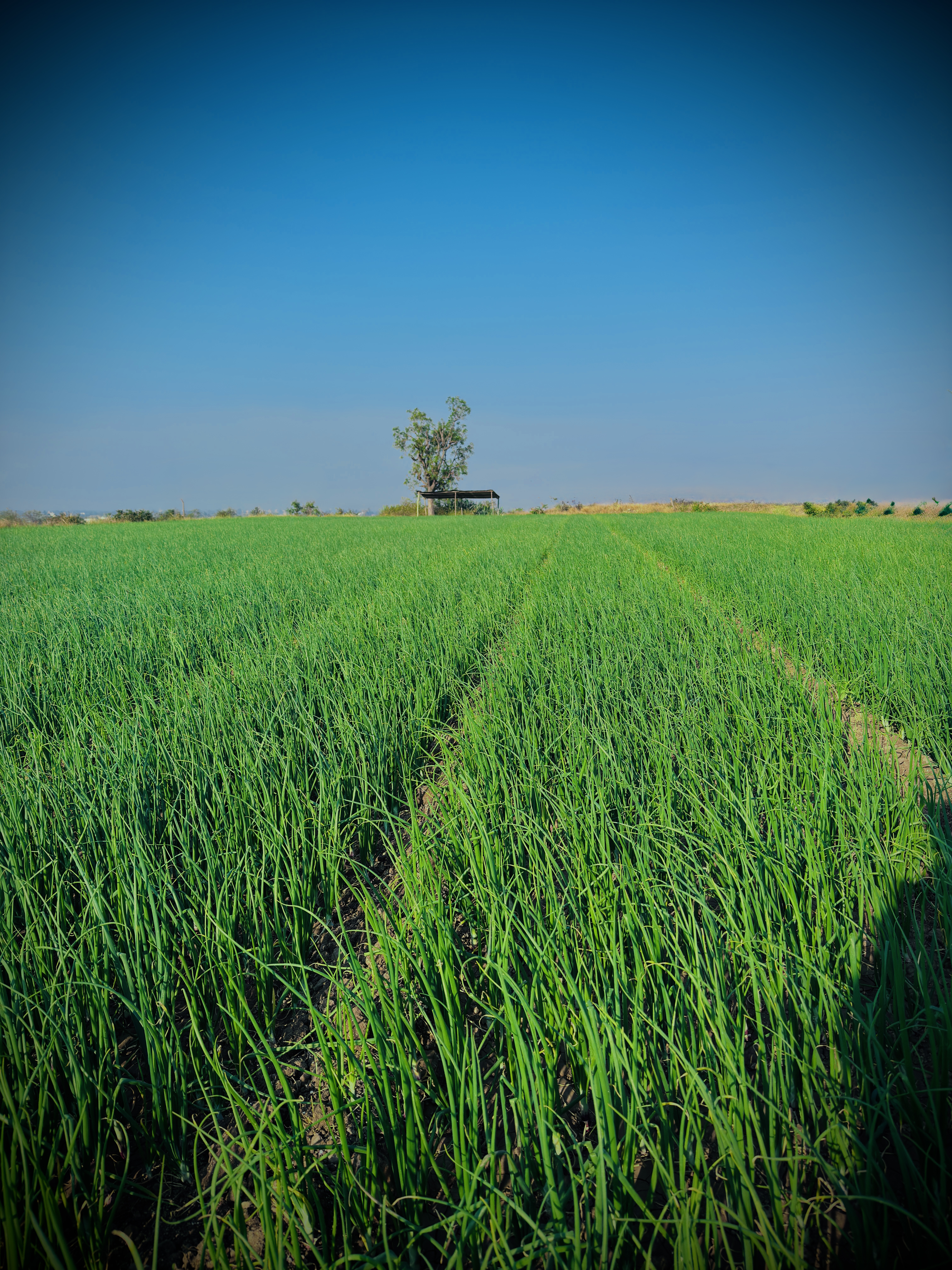 Organic farming practices in action