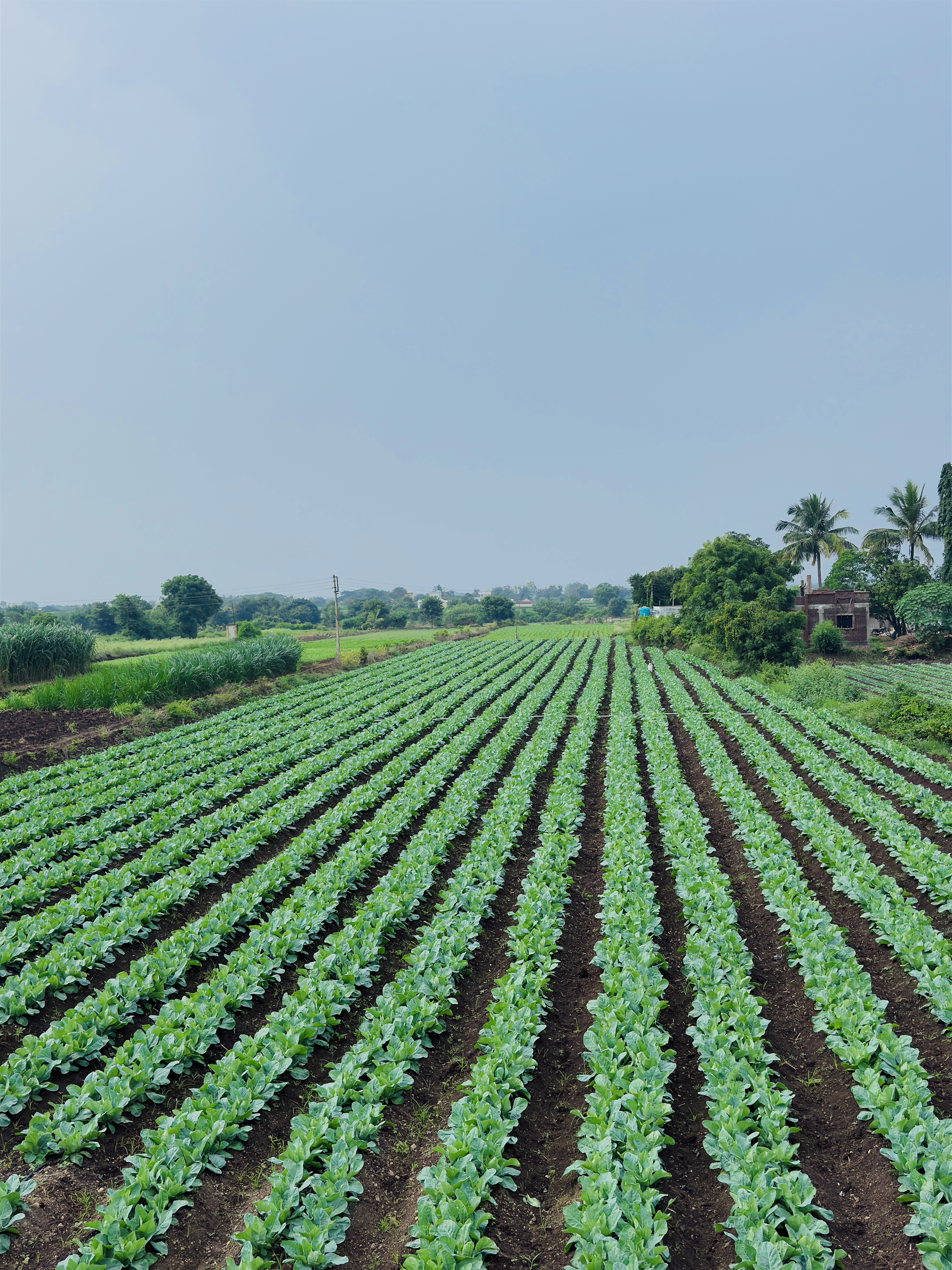 Crop spraying in a farm field