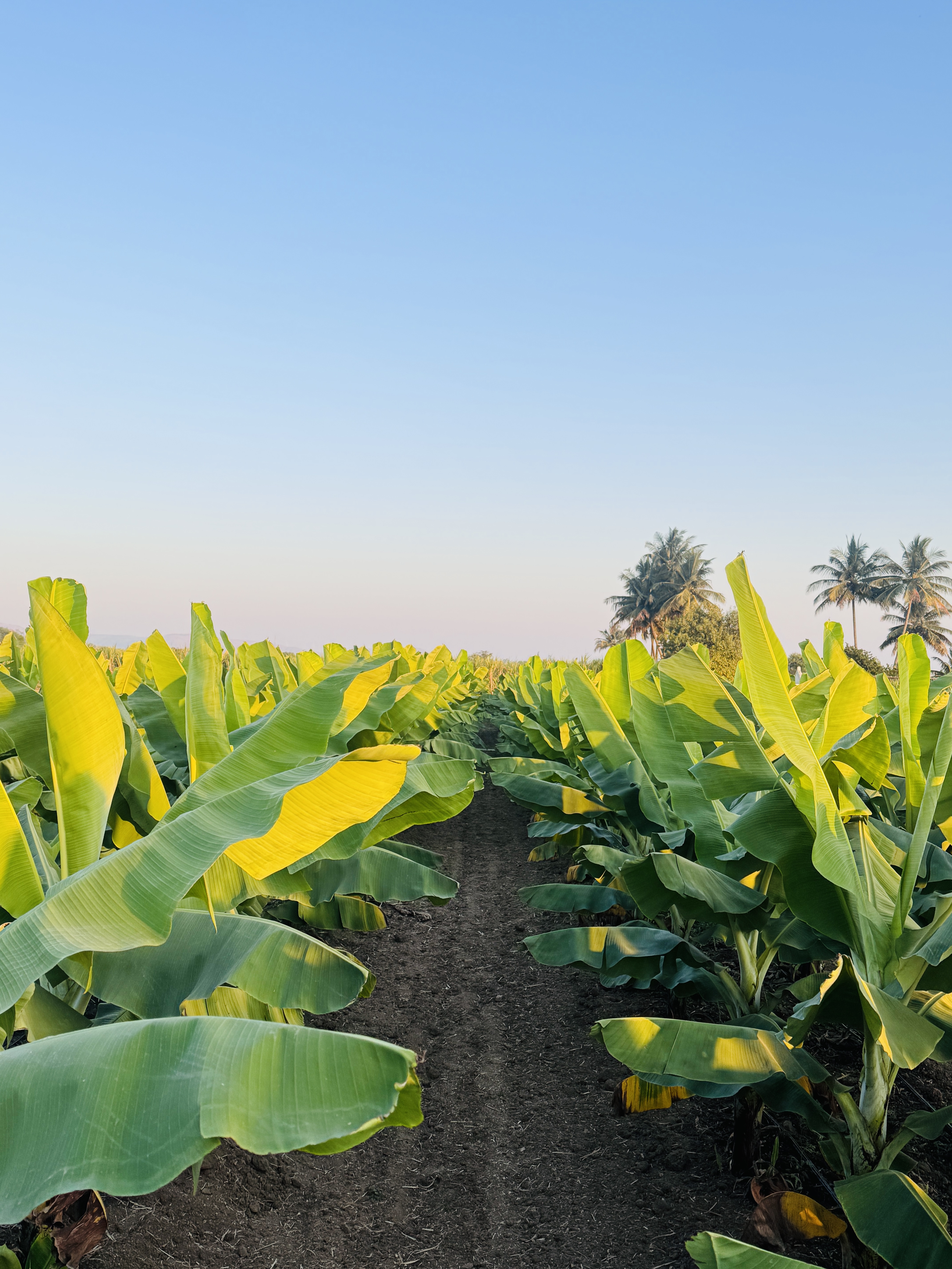 Irrigation system watering crops