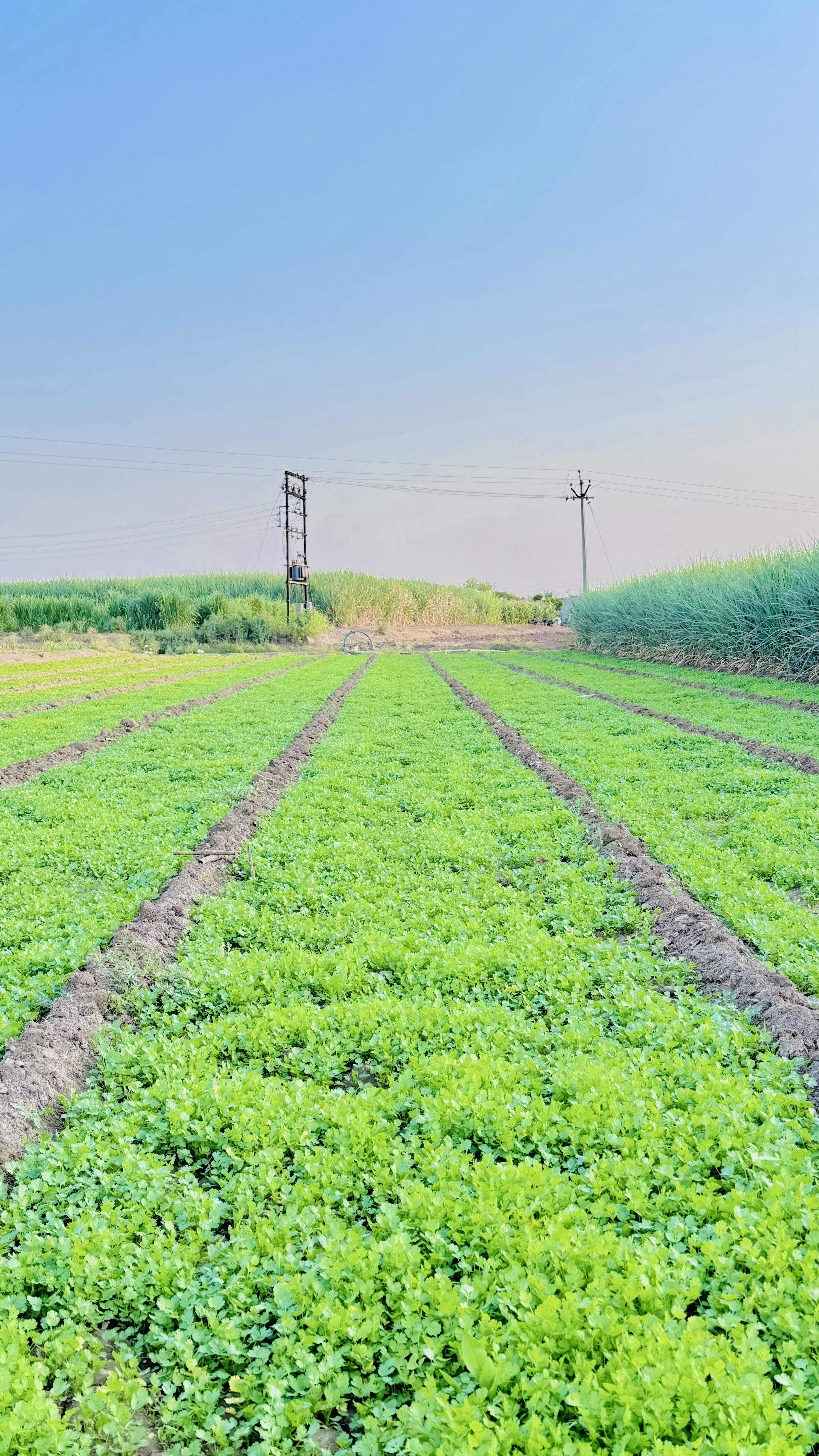 Farmer standing with the crop harvest